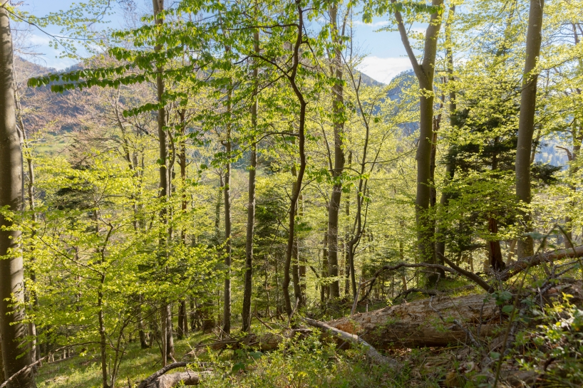 Wälder mit offenem Stammraum, geringer Strauchschicht und Zugang zum Boden werden von Prioritätsarten wie dem Waldlaubsänger und dem Grauspecht bewohnt.